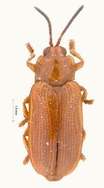   Cephaloleia  habitus. 